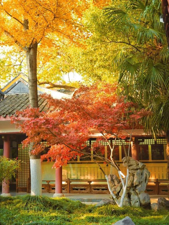 合肥的秋天，不基础