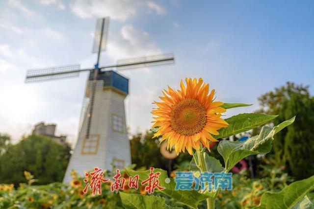 一年四季 泉在济南丨金色向日葵盛开，济南百联奥特莱斯化身“童话世界”