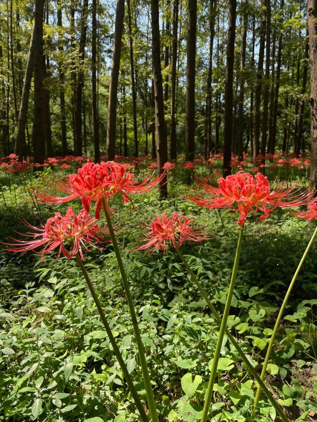 绿意深处超梦幻的红色花海！在上海这个公园免费打卡→