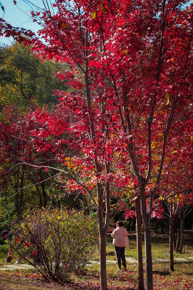 登高望远 敬老思亲 九九重阳 喜乐安康