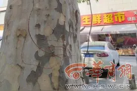 永宜路多棵大树被铁丝嵌入 市民盼尽快“松绑”图片