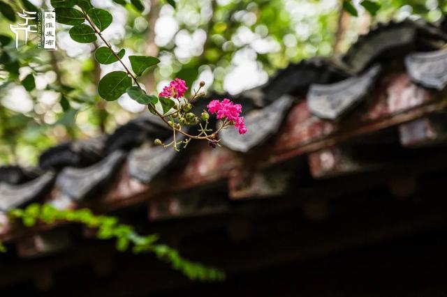 秦淮花事｜紫薇