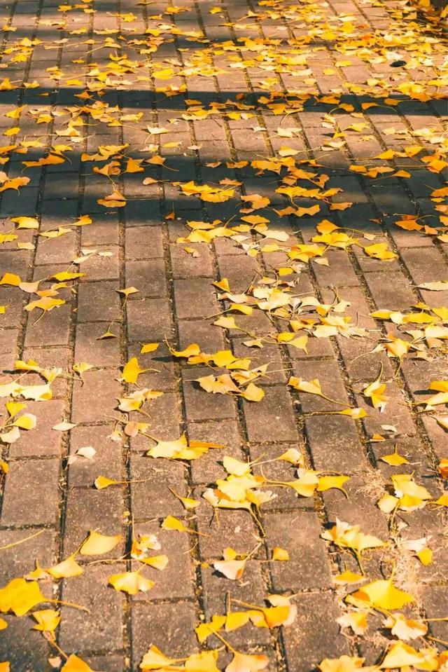 限时绝美！年度顶流！