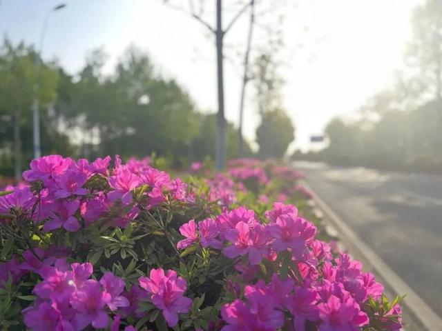 读懂无锡：无锡市花有两种，你知道吗？