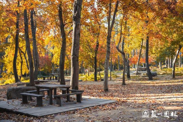 巅峰观赏期已至！中国四大赏枫胜地首次联动直播
