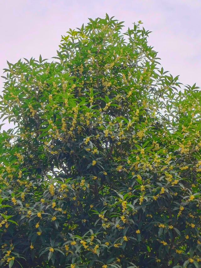 据说来四川“赴桂”，保整年“富贵”