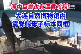 海中巨兽也有温柔时刻，大连自然博物馆内露脊鲸母子标本同框图片