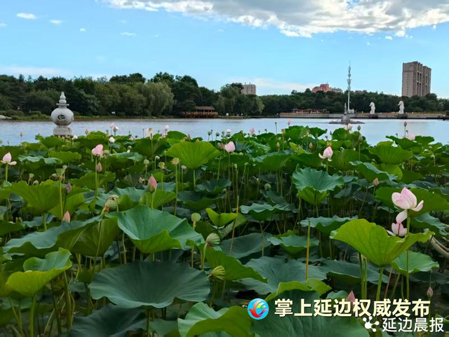 浪漫夏日，为“荷”到延边！赏荷地图来了~