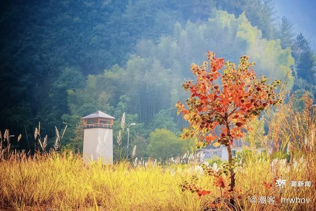 晚潮｜畲乡绿道：一场深情邂逅景宁的秋景