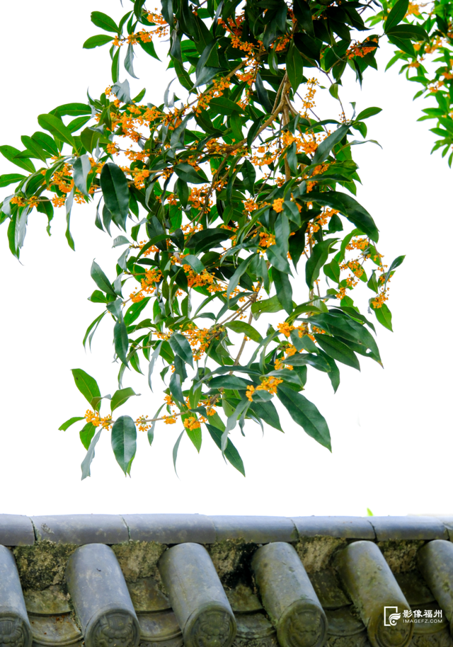 最佳观赏期！福州满城都是！但千万别吃……