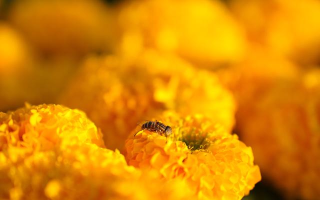 巴基斯坦伊斯兰堡：花团锦簇