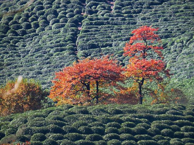 晚潮｜琅珰十里行，满目秋光尽染黄
