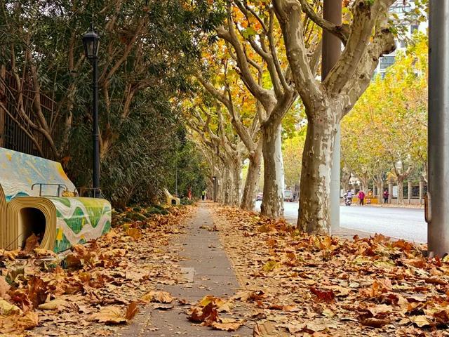 静安落叶景观道已就位！限时“治愈系地毯”已铺好，周末散步指南→