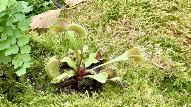 探秘上海花园节：40座梦幻花园临港绽放，一睹静谧自然之美