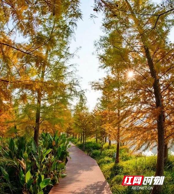 “拾起”最美的秋天 “怀化捡秋地图”来了