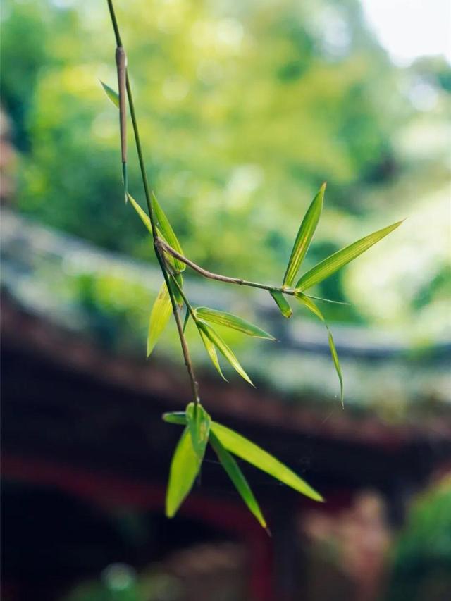 千年人文 诗画大佛 | 在山林中，与秋相逢