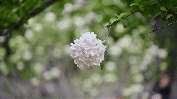 花样秦淮｜绣球花开