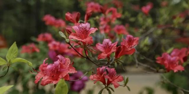 洛阳这些地方值得反复去，反复反复去... ...