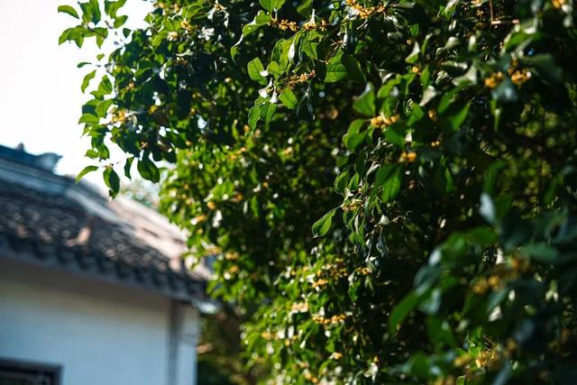 这里的秋，是一场桂花味的江南旧梦