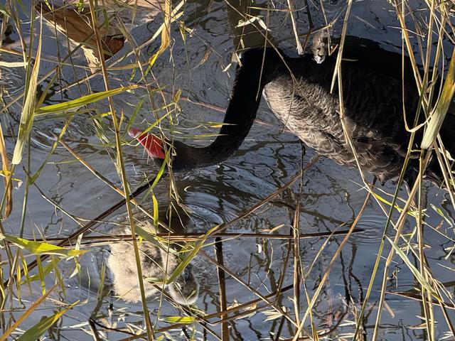小雪宜出游，颐和园里游人赏初冬美景