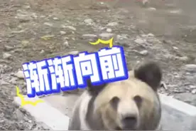 惊险一幕！男子投喂藏马熊，险些被拍到脸，当地回应图片