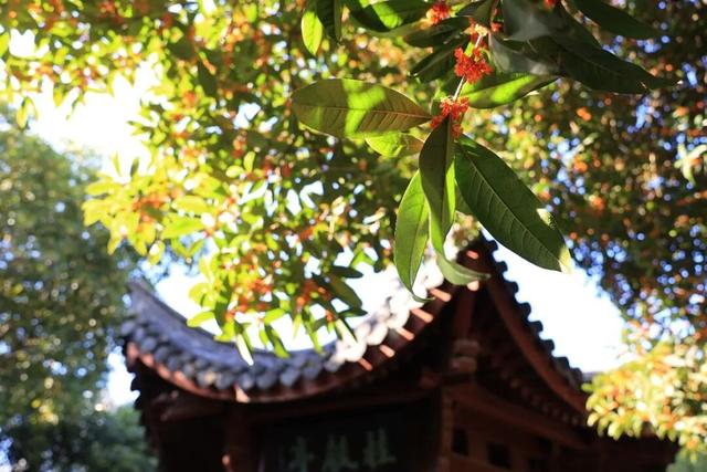季节限定！浙江这些宝藏赏桂地与你“香”约~