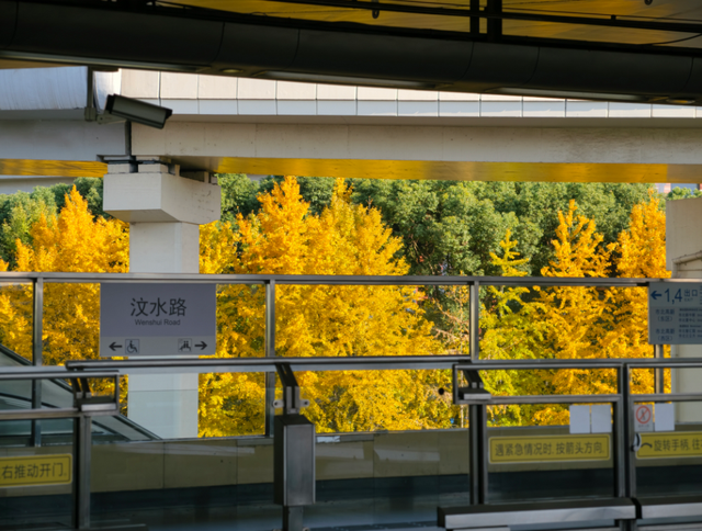 静安“银杏车站”迎来最美时刻！满眼的金色浪漫……（附全区银杏打卡点位）