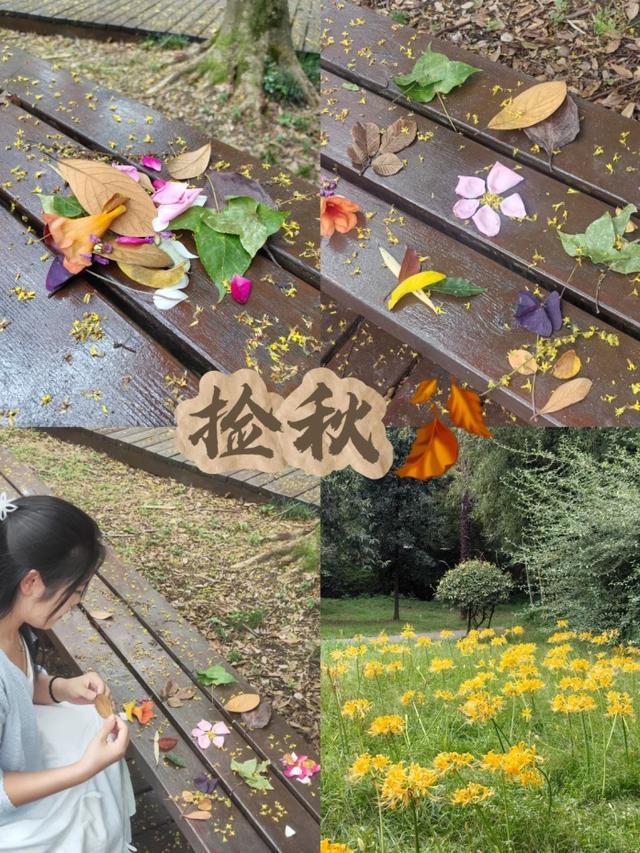 呀！南京的秋天掉地上啦