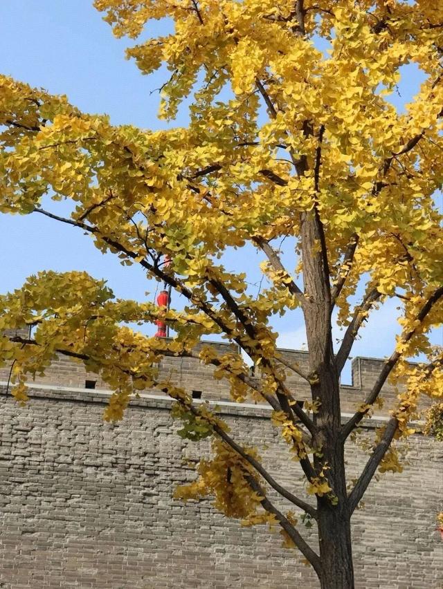曲江银杏观赏季丨漫步金色世界，享受秋日时光