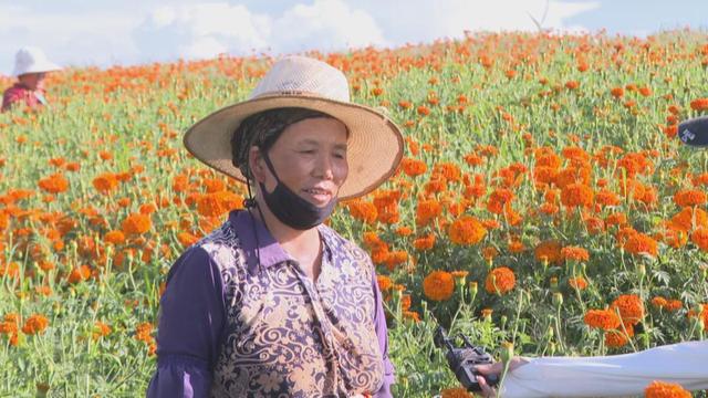弥勒这花海美景又上线了！产值数千万元