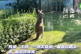 动物视界128——动物园赤大袋鼠，喜欢晒太阳挠痒痒图片