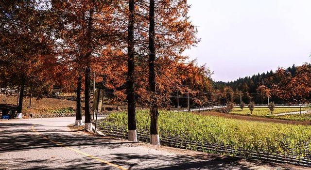 鹤峰：寒日寻秋 一眼尽染