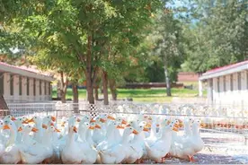 近看一只鸭子的质价比图片