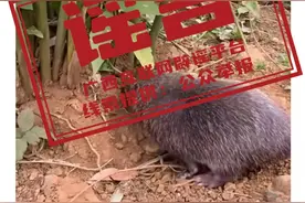 广西壮族自治区林业局支持发展竹鼠产业？不实！图片