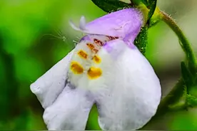 低调的通泉草，开出美丽小花图片