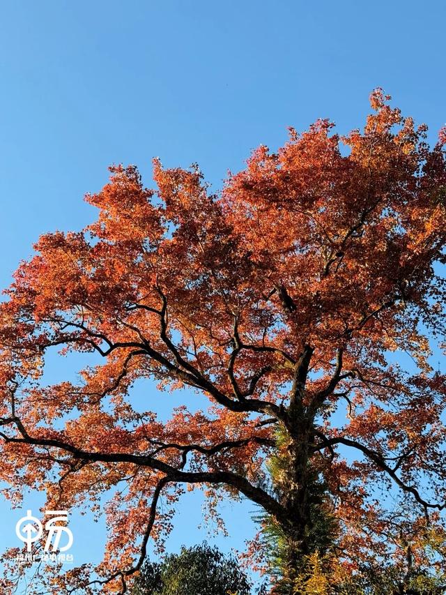 红了！红了！不少人都出动了...