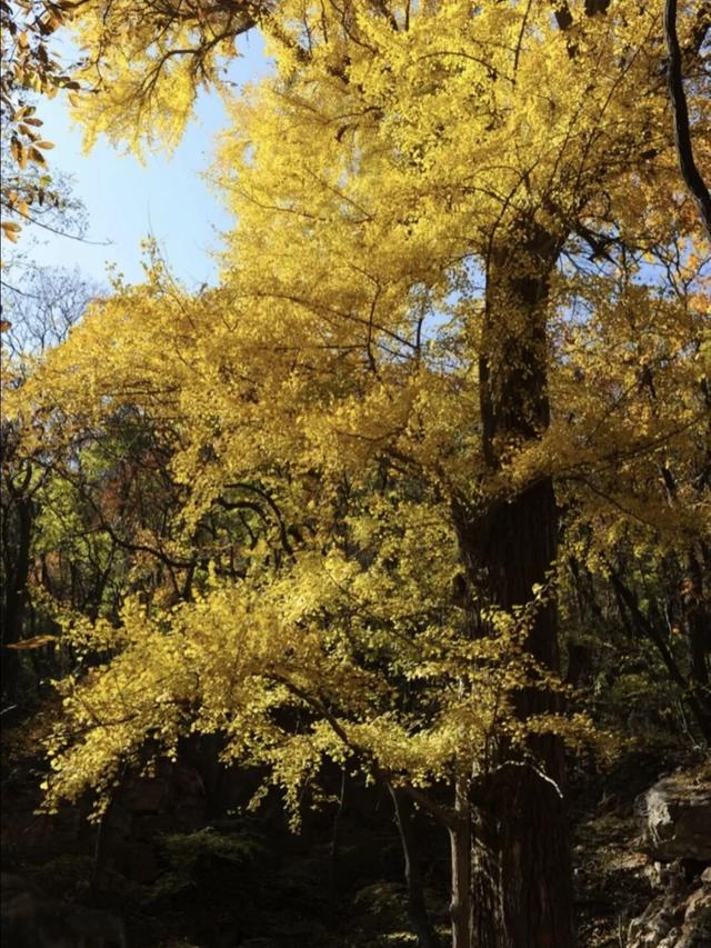 五彩斑斓！北京“漫山红叶”进最佳观赏期!