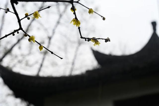 开了！开了！南湖，pong香！