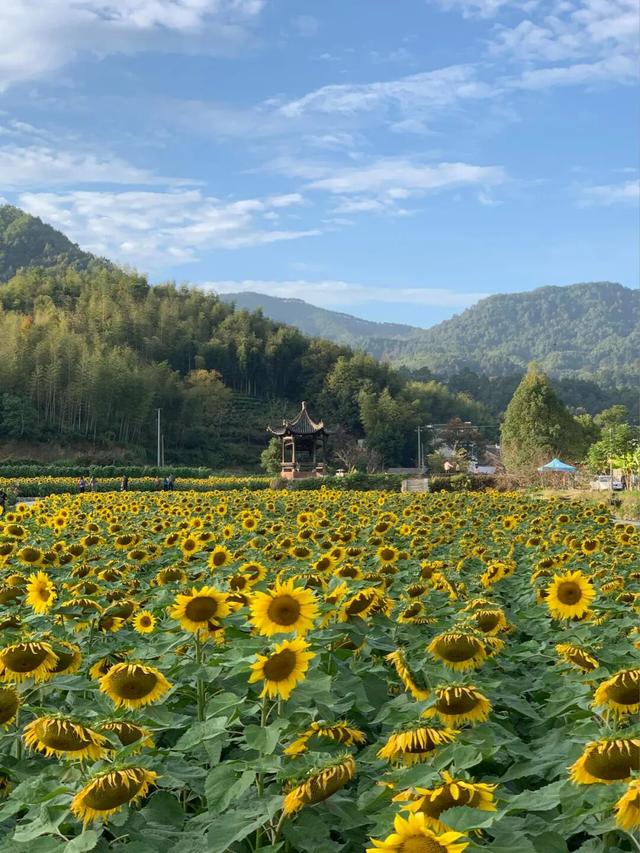 别只惦记红叶了！安徽的秋天，是五彩斑斓的！