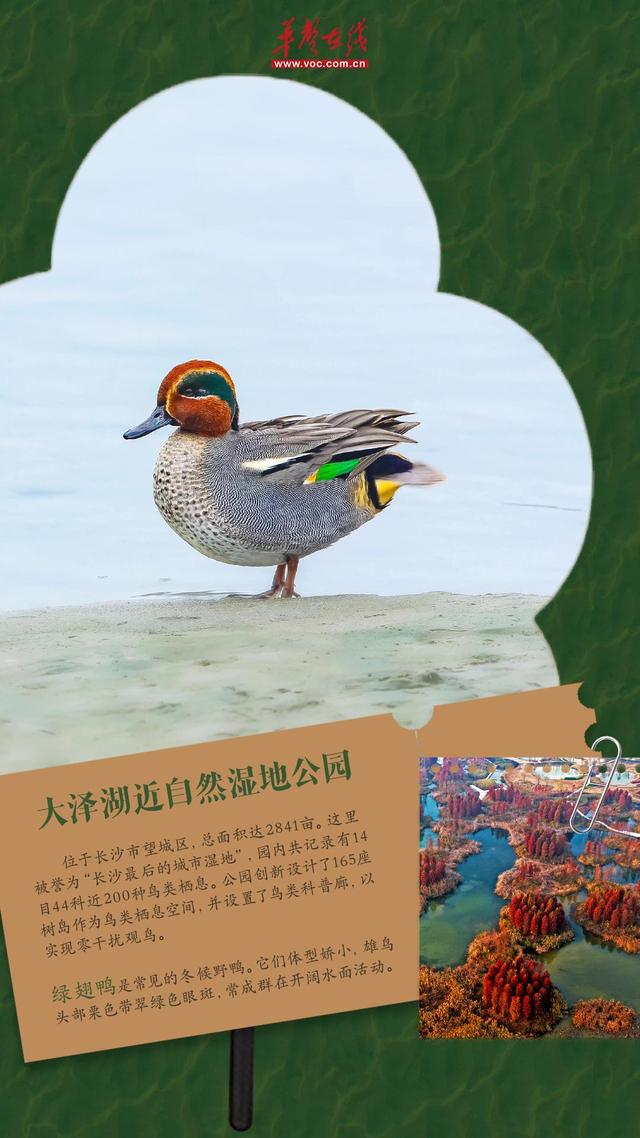 冬游湖南⑤｜观鸟正当时！来湖南邂逅“冬日精灵”