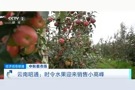 时令水果迎销售“小高峰” 云南昭通软籽石榴大受欢迎图片