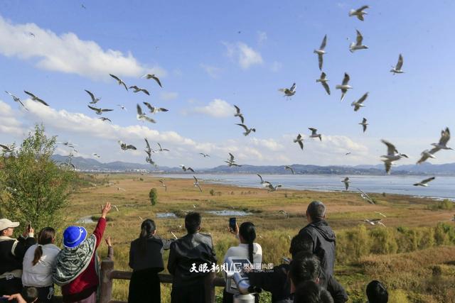图库推荐丨威宁草海:红嘴鸥翩跹,奏响冬日生态乐章