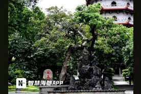 福州千年宋荔今又红，市民可前往购买图片