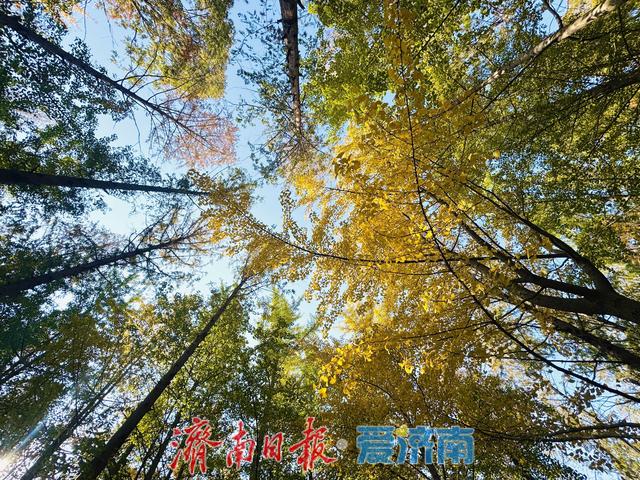 一年四季 泉在济南丨金黄银杏映火红水杉，层林尽染醉游人
