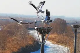 搭建人工鸟巢 引东方白鹳“避塔”安家图片