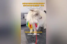 内蒙古夫妻和山东网友互换特产 驱车2000多公里送来一只羊图片
