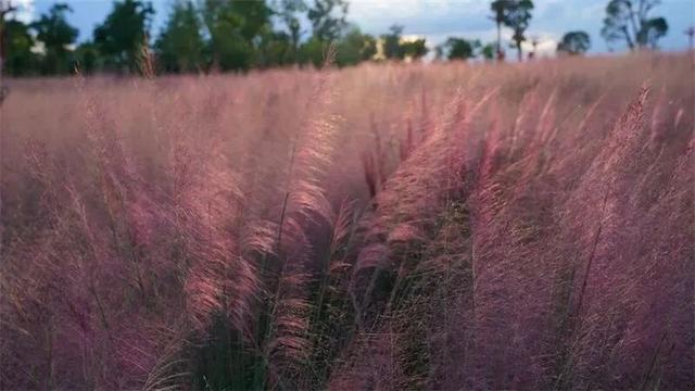 楚雄秋日告白：花基础，花海不基础