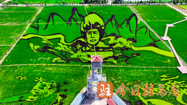 确山留庄：万亩稻田绿意盎然 美景如画