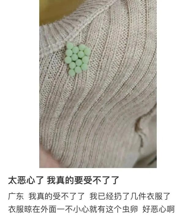 凌晨 3 点，一排绿色虫卵，在我身上孵出 14 个崽！