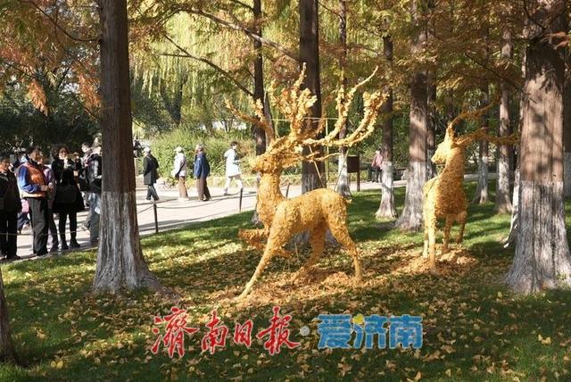 一年四季 泉在济南丨五龙潭水杉林现“银杏鹿”，落叶巧变打卡美景